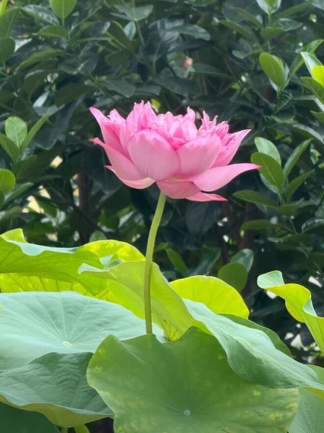 Nguyễn Thị Huyền: Hoa hậu bí ẩn Việt Nam 40 tuổi sống an yên ở Hà Nội - Ảnh 7.