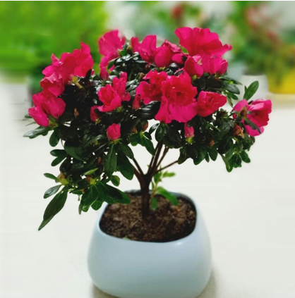 Trồng ngay cây này để trong nhà sạch bóng bụi mịn, ngoài ngõ tài lộc kéo vào - Ảnh 3.