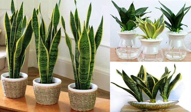 Tuổi Tuất muốn đổi vận, hãy trồng ngay loại cây này - Ảnh 3.
