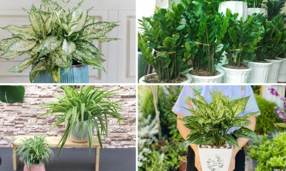 Tuổi Tuất muốn đổi vận, hãy trồng ngay loại cây này - Ảnh 1.