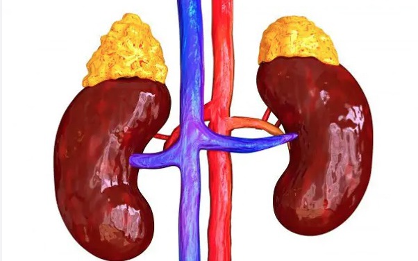 B&eacute; 8 tuổi điều trị vi&ecirc;m phế quản, bất ngờ ph&aacute;t hiện suy tuyến thượng thận - Ảnh 3.