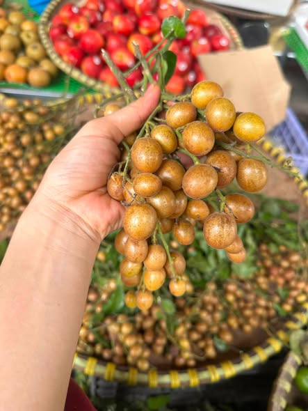 Quất hồng bì chính vụ giá chỉ từ 30 . 000 Đồng / kg vừa giải nhiệt vừa giảm ho - Ảnh 2.