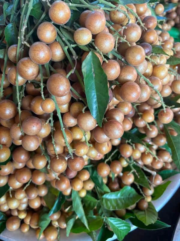 Quất hồng bì chính vụ giá chỉ từ 30 . 000 Đồng / kg vừa giải nhiệt vừa giảm ho - Ảnh 3.