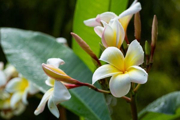 Hoa đẹp đến mấy cũng chớ cắm tháng 7 âm lịch nếu không muốn rước xui xẻo - Ảnh 1.