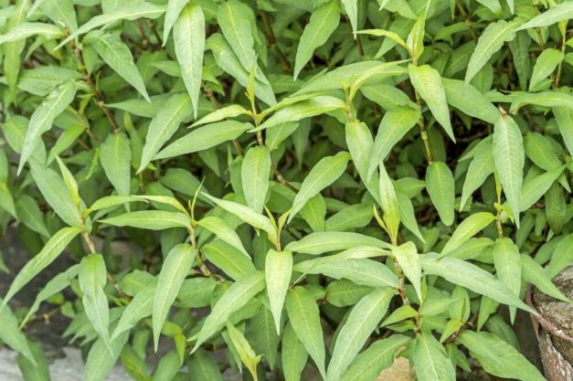 Mách bạn các loại cây gia vị siêu dễ trồng, quanh năm có rau sạch ăn lại đỡ tốn tiền đi chợ - Ảnh 3.