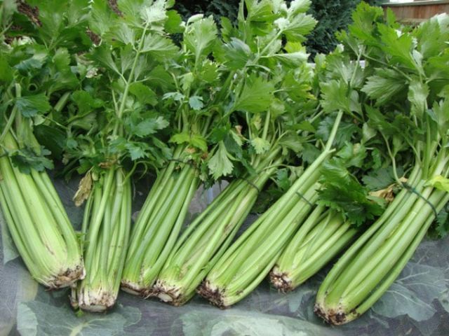Mách bạn các loại cây gia vị siêu dễ trồng, quanh năm có rau sạch ăn lại đỡ tốn tiền đi chợ - Ảnh 1.