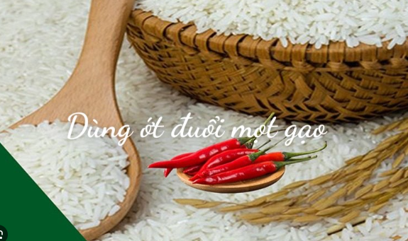 B&iacute; quyết giữ gạo ngon cả năm, mối mọt "n&eacute; xa" kh&ocirc;ng phải ai cũng biết - Ảnh 2.