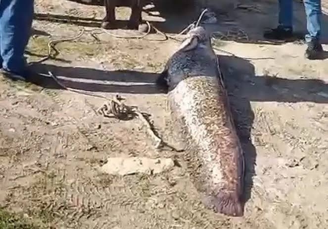 Ngư dân câu được con cá trê khổng lồ dài 1,9 mét, nặng 78kg trên sông - Ảnh 1.