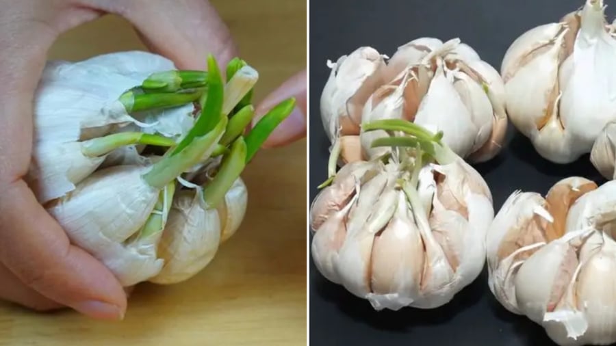 Tỏi mọc mầm xanh c&oacute; ăn được kh&ocirc;ng? Nhiều người vội vứt cả củ nhưng chuy&ecirc;n gia n&oacute;i điều n&agrave;y - Ảnh 1.
