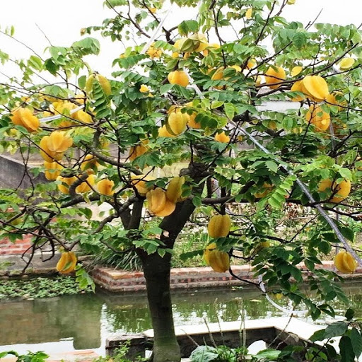 L&yacute; do bất ngờ khiến người mệnh n&agrave;y n&ecirc;n trồng c&acirc;y khế trong 4 th&aacute;ng cuối năm 2026 - Ảnh 1.
