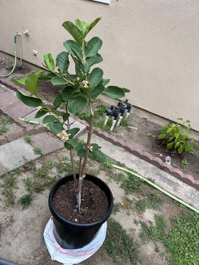Vợ Đức Tiến sống ra sao sau phán quyết 3 tỷ đồng về nhà ở Việt Nam? - Ảnh 8.