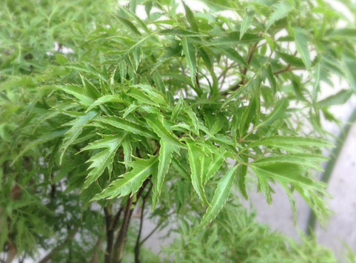 Muốn gia đạo y&ecirc;n ấm, tiền t&agrave;i kh&ocirc;ng thất tho&aacute;t, đặt ngay c&acirc;y đinh lăng ở vị tr&iacute; n&agrave;y - Ảnh 2.