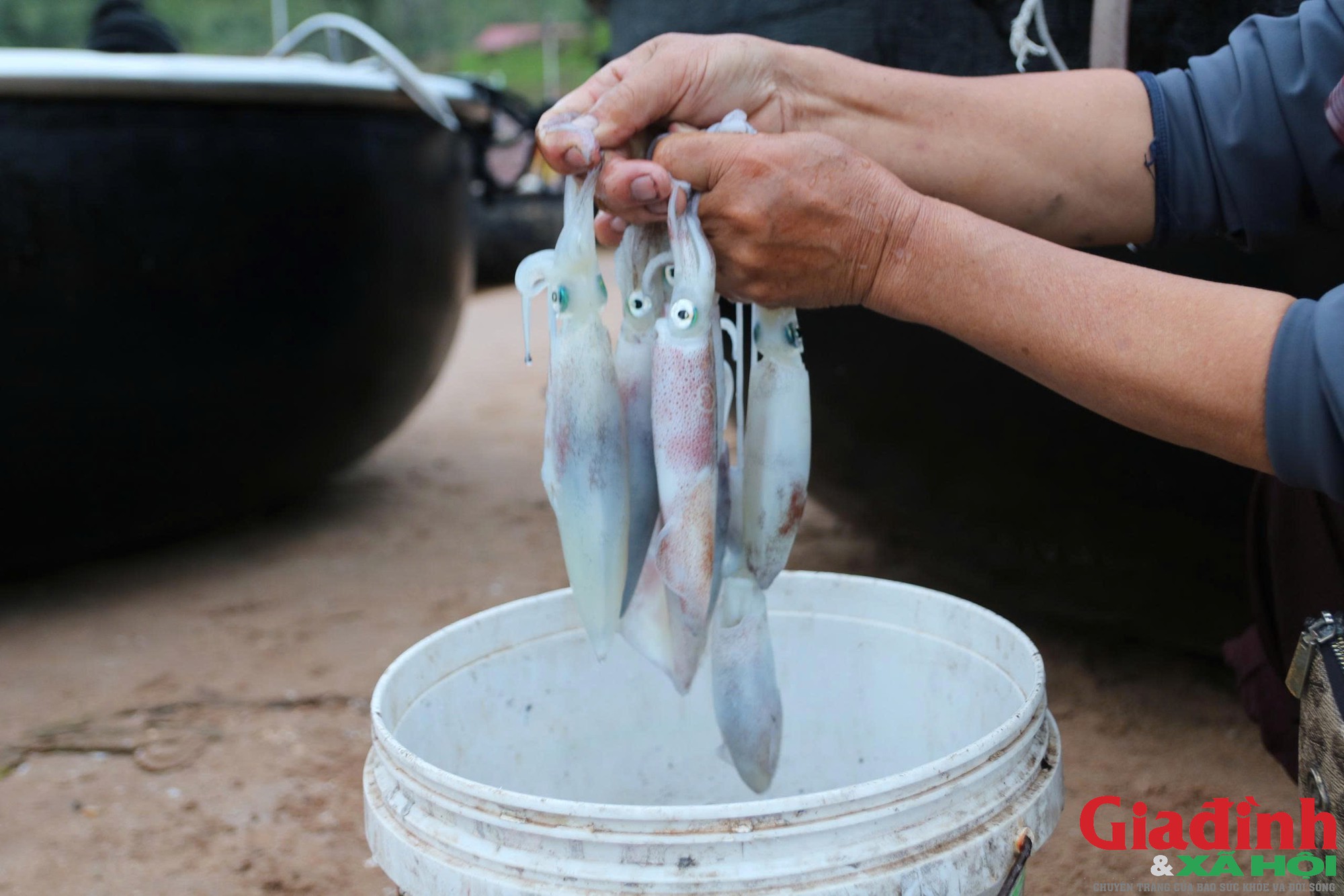 Thức trắng đ&ecirc;m c&acirc;u mực, ngư d&acirc;n Nghệ An kiếm v&agrave;i triệu đồng - Ảnh 7.