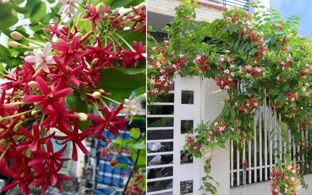 Muốn gia đạo hưng thịnh, trồng ngay loại cây này trước nhà, quả càng nhiều lộc càng to - Ảnh 3.