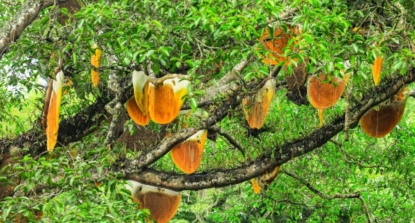 Hiện tượng lạ tr&ecirc;n c&acirc;y sung cổ thụ, kh&aacute;ch du lịch nườm nượp k&eacute;o đến xem - Ảnh 1.