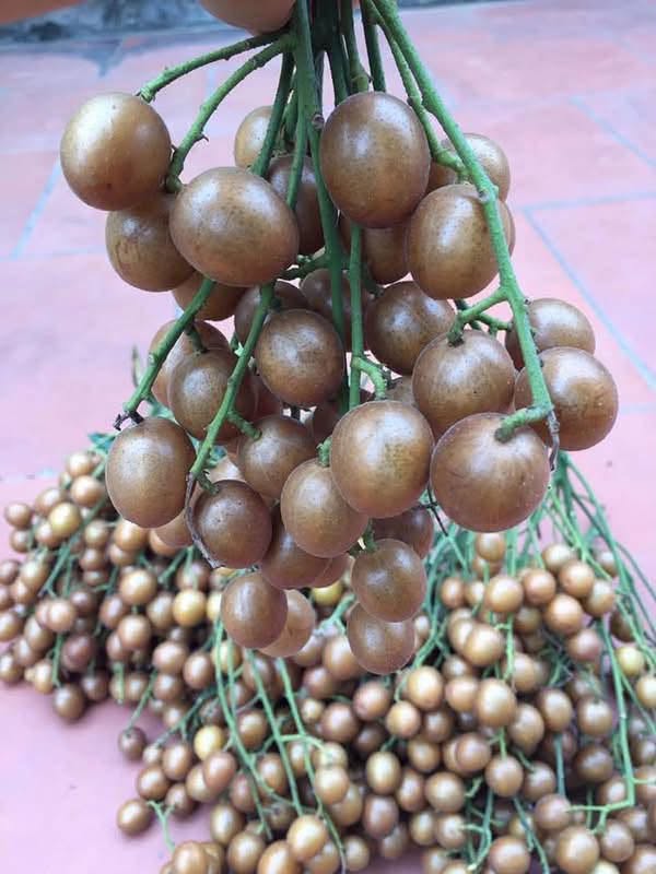 Mách bạn cách ngâm loại quả vàng óng giá rẻ đang chính vụ ngon ngọt làm bài thuốc trị ho - Ảnh 1.