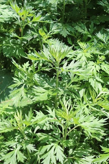 Loài rau thảo mộc giàu dương khí nên trồng trước nhà để rước tài lộc - Ảnh 2.
