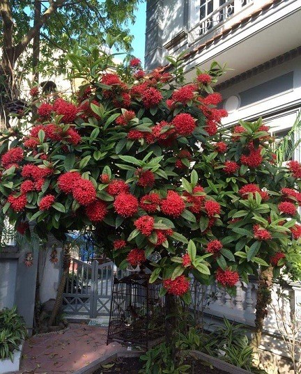 Trồng hoa mẫu đơn trước nhà và cách chọn hoa tươi chuẩn phong thủy chiêu tài - Ảnh 3.