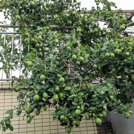 Mẹo trồng chanh sai trĩu c&agrave;nh v&agrave; vị tr&iacute; đặt c&acirc;y 'gọi tiền' về cho gia chủ - Ảnh 1.