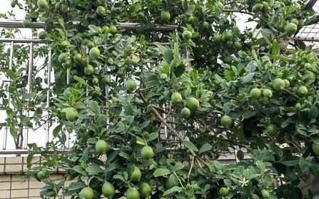L&agrave;m ngay việc n&agrave;y trước khi hết th&aacute;ng 7 &acirc;m để bỏ lại điều kh&ocirc;ng may  - Ảnh 5.