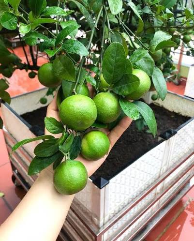 Mẹo trồng chanh sai trĩu c&agrave;nh v&agrave; vị tr&iacute; đặt c&acirc;y 'gọi tiền' về cho gia chủ - Ảnh 3.
