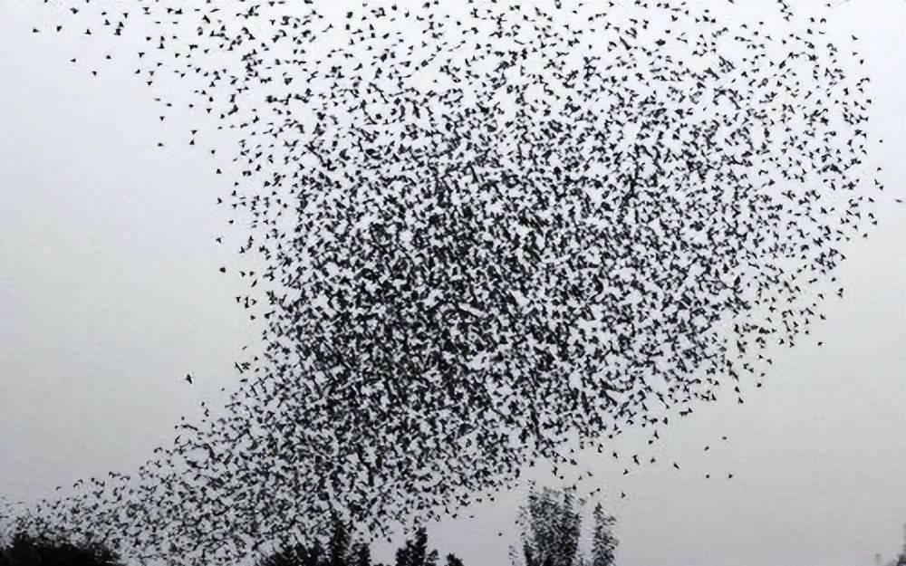 V&igrave; sao Tử Cấm Th&agrave;nh c&oacute; h&agrave;ng trăm con m&egrave;o sinh sống? - Ảnh 1.