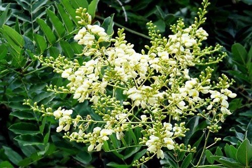 Ho&egrave; hoa c&oacute; t&aacute;c dụng g&igrave;? B&aacute;c sĩ chia sẻ về c&ocirc;ng dụng v&agrave; lưu &yacute; khi sử dụng ho&egrave; hoa - Ảnh 2.