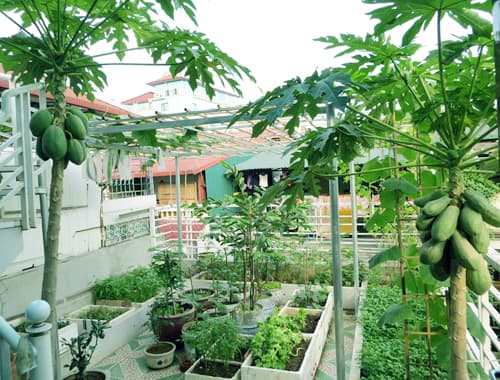 Muốn gia đạo hưng thịnh, trồng ngay loại cây này trước nhà, quả càng nhiều lộc càng to - Ảnh 2.