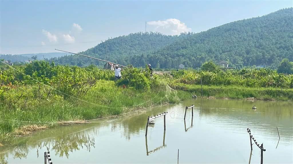 Lội đồng gỡ 'thi&ecirc;n la địa v&otilde;ng' bẫy chim trời - Ảnh 15.