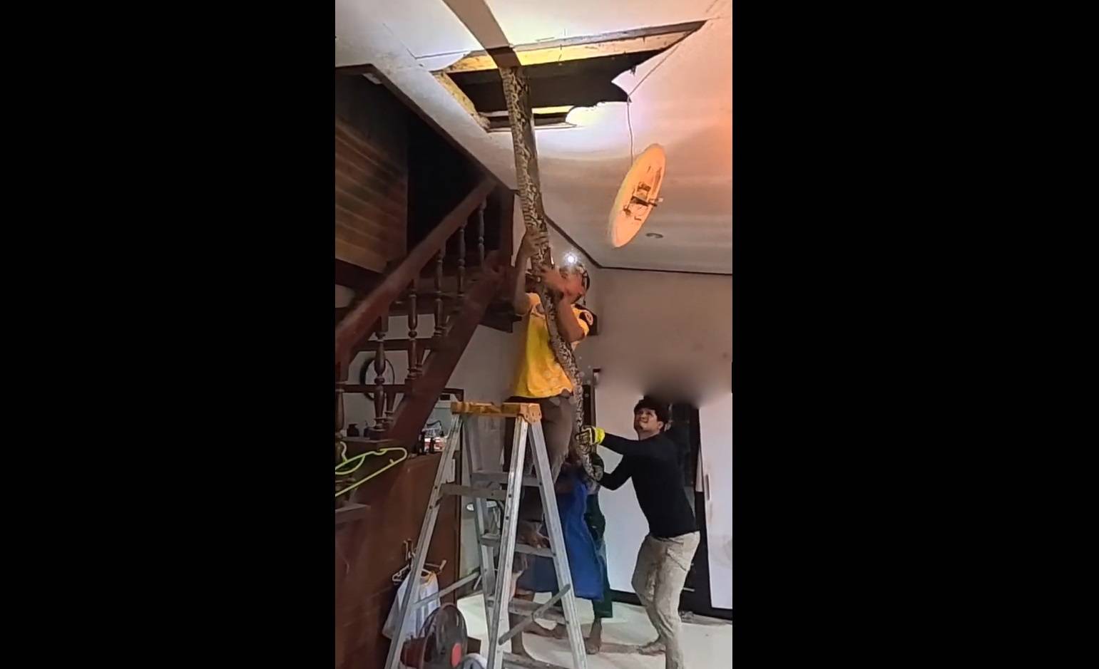 Bắt sống con trăn khổng lồ d&agrave;i 4,8 m&eacute;t, nặng 66kg - Ảnh 1.