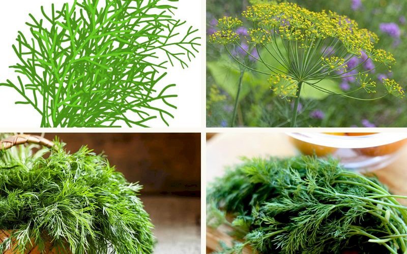 Loại c&acirc;y n&ecirc;n trồng gi&uacute;p ng&ocirc;i nh&agrave; lu&ocirc;n ng&aacute;t hương thơm lại h&uacute;t ẩm rất tốt - Ảnh 4.