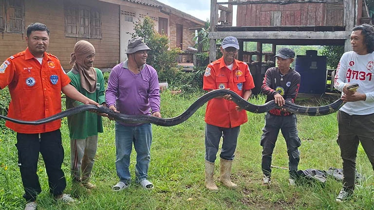 Bắt sống rắn hổ mang ch&uacute;a khổng lồ nặng 20kg b&ograve; v&agrave;o nh&agrave; d&acirc;n- Ảnh 1.