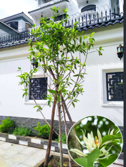 C&acirc;y điều h&ograve;a kh&ocirc;ng kh&iacute; vừa tốt cho sức khỏe lại mang &yacute; nghĩa phong thủy b&igrave;nh an cho gia đạo - Ảnh 1.