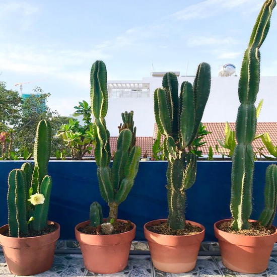 Trồng loại c&acirc;y sang xịn n&agrave;y trước cửa nh&agrave; vừa gi&uacute;p xua t&agrave;, chống trộm được giới nh&agrave; gi&agrave;u săn l&ugrave;ng - Ảnh 1.