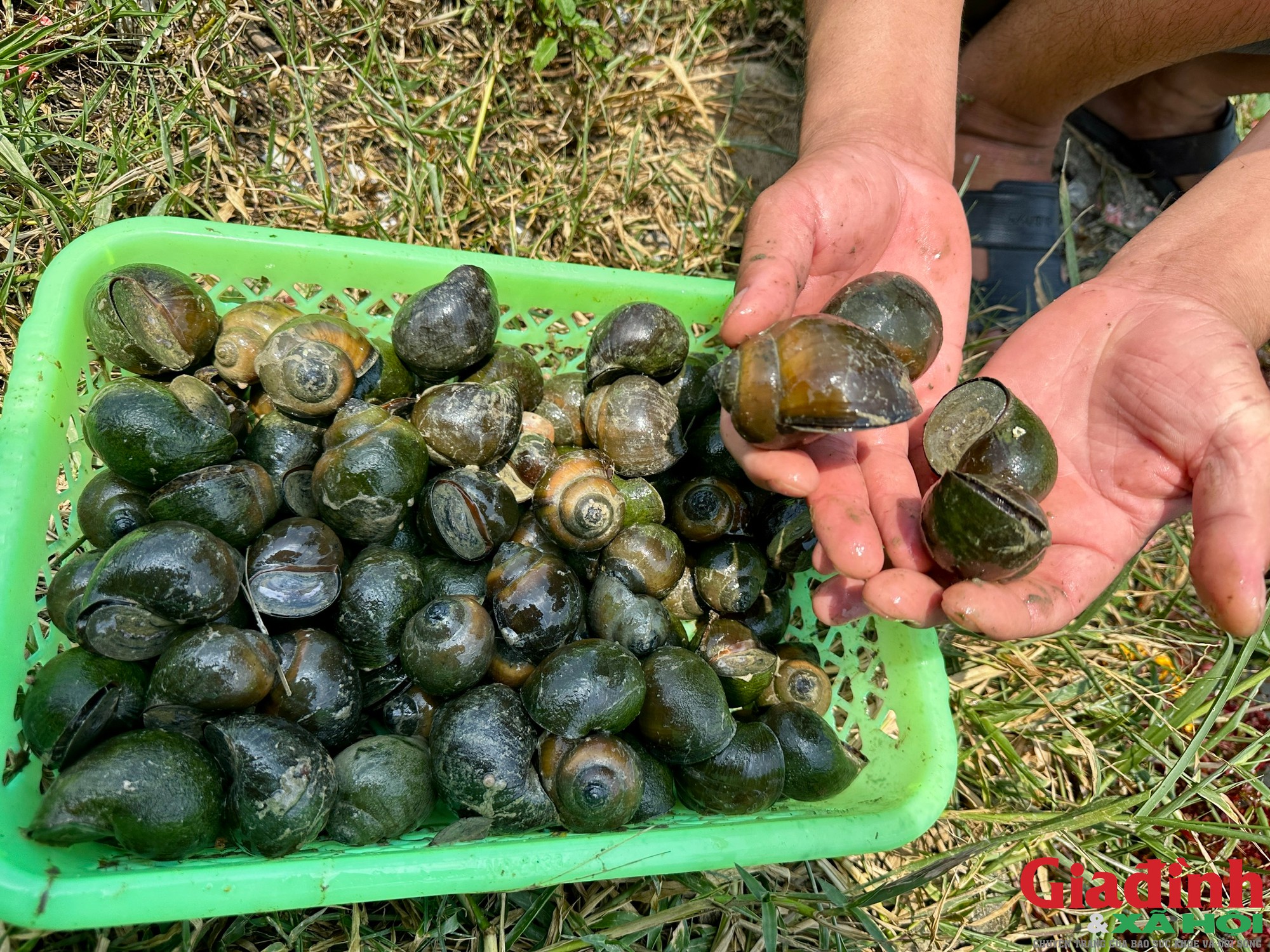 Nghệ An c&oacute; l&agrave;ng nu&ocirc;i ốc bươu đen thu h&agrave;ng chục tỷ đồng mỗi năm - Ảnh 4.