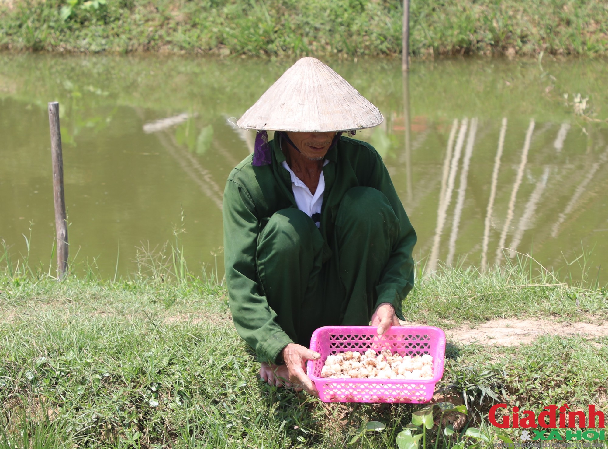 Nghệ An c&oacute; l&agrave;ng nu&ocirc;i ốc bươu đen thu h&agrave;ng chục tỷ đồng mỗi năm - Ảnh 5.
