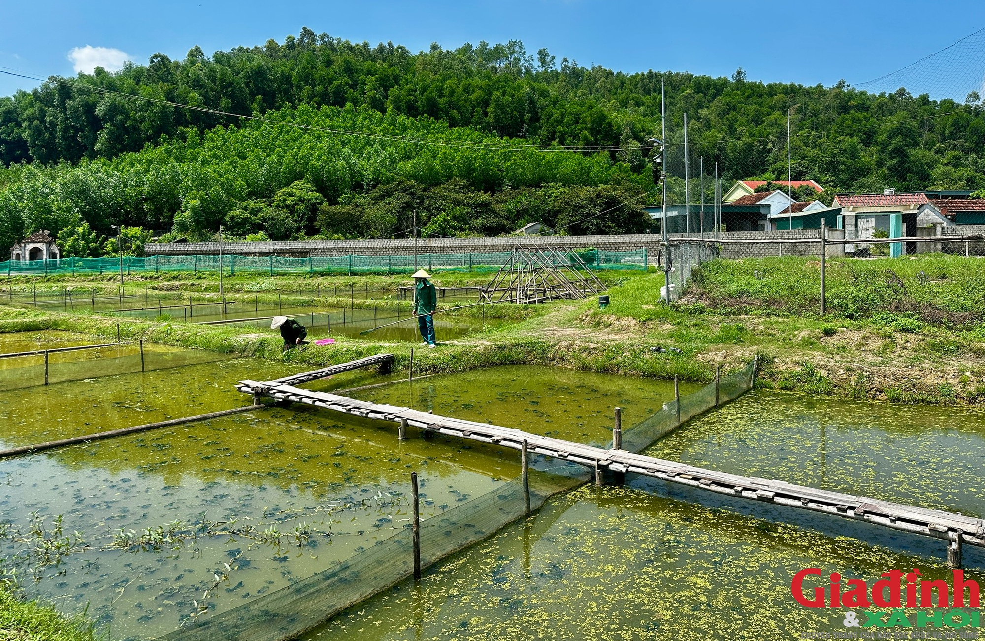 Nghệ An c&oacute; l&agrave;ng nu&ocirc;i ốc bươu đen thu h&agrave;ng chục tỷ đồng mỗi năm - Ảnh 1.