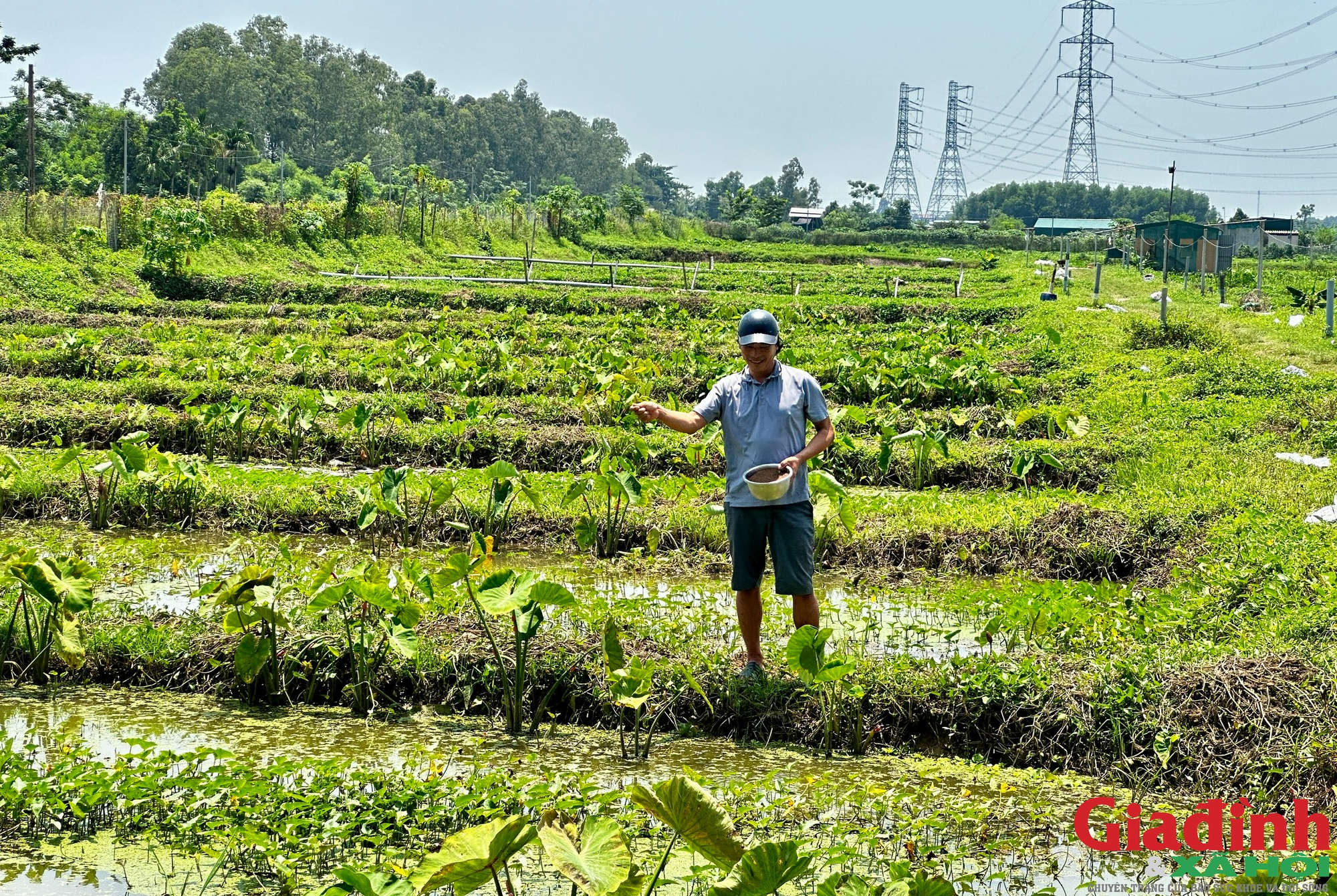 Nghệ An c&oacute; l&agrave;ng nu&ocirc;i ốc bươu đen thu h&agrave;ng chục tỷ đồng mỗi năm - Ảnh 2.
