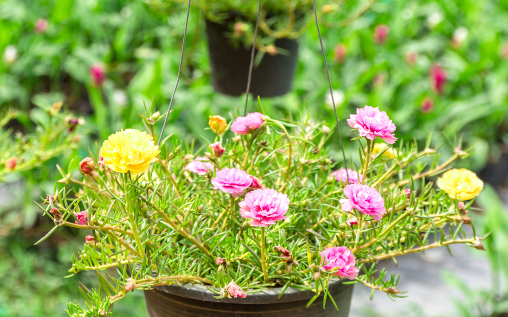 Tác hại để quần áo trong máy giặt qua đêm ảnh hưởng tới sức khỏe không phải ai cũng biết - Ảnh 4.