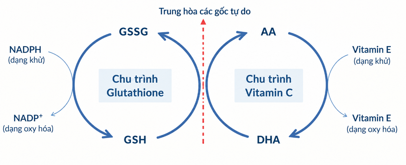 Glutathione & Vitamin C: Bộ đôi hỗ trợ chống oxy hóa trong routine làm đẹp