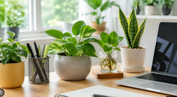 Đặt một chậu c&acirc;y nhỏ tr&ecirc;n b&agrave;n l&agrave;m việc, bạn sẽ nhận lại những thay đổi bất ngờ n&agrave;y - Ảnh 2.