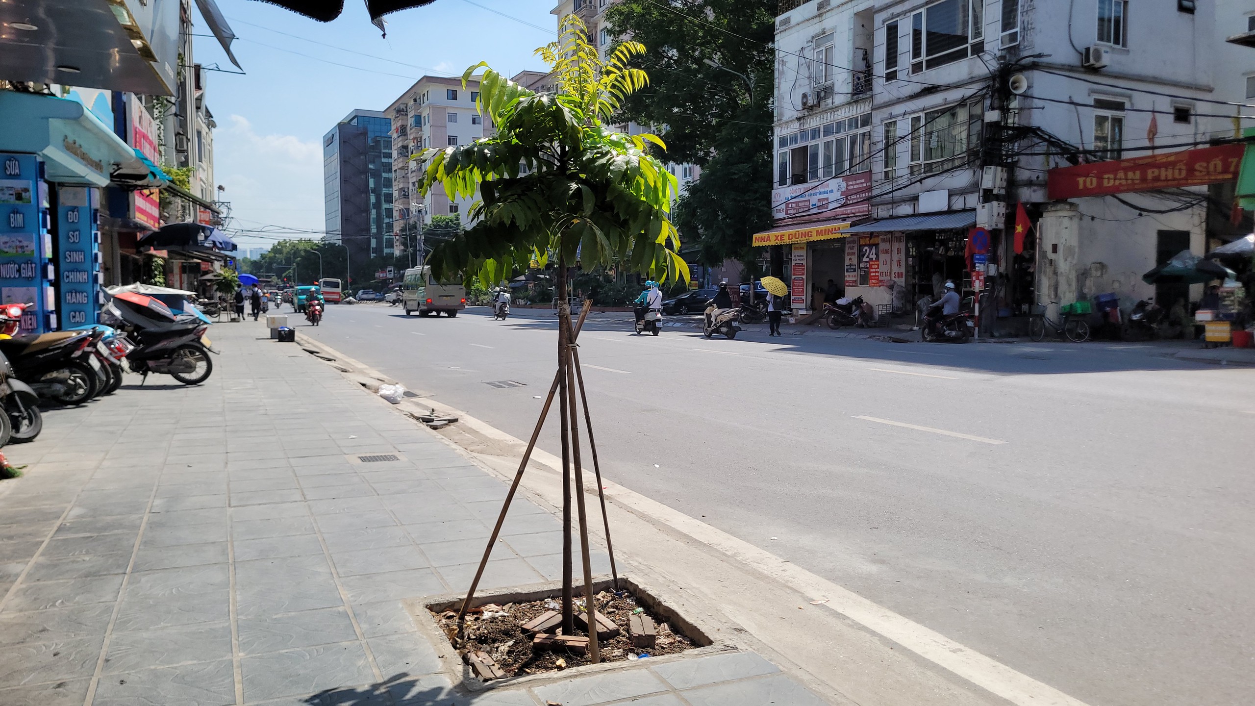 H&agrave; Nội: Cảnh b&aacute;o t&igrave;nh trạng c&acirc;y xanh biến Mất tr&ecirc;n phố B&ugrave;i Huy Đ&aacute;p năm 2026 - Ảnh 12.
