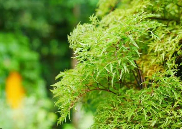 Trồng ngay loại cây dễ sống được ví như "thần giữ của" để bảo vệ sức khỏe và vượng khí - Ảnh 2.