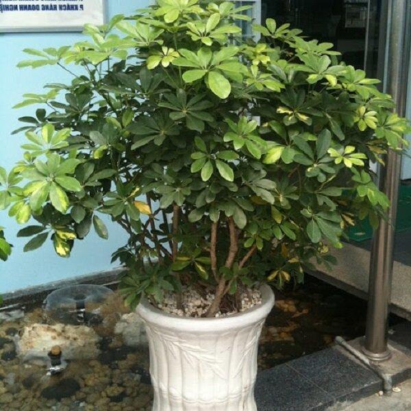 Lo&agrave;i c&acirc;y vừa dưỡng thận, chữa đau khớp lại hợp mệnh gi&uacute;p gia đ&igrave;nh tăng sinh kh&iacute; - Ảnh 1.