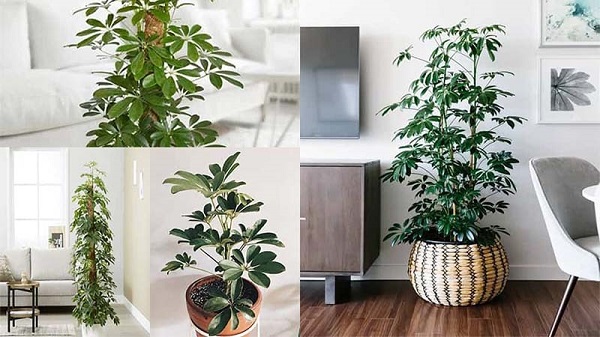 Lo&agrave;i c&acirc;y vừa dưỡng thận, chữa đau khớp lại hợp mệnh gi&uacute;p gia đ&igrave;nh tăng sinh kh&iacute; - Ảnh 3.