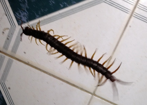 Rết dài 25 cm chui vào quần thực khách