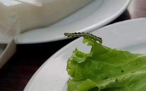 Hà Nội: Ăn bánh tráng Hoàng Bèo, thực khách kinh hoàng khi phát hiện sâu xanh bò lổm ngổm trên đĩa rau sống
