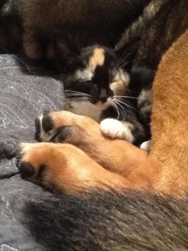 Cat hugs her late dog friend image and cries, bursting into tears with their touching story 2