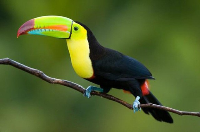 They have an extremely large beak, which can be up to 20cm long and colorful. 
