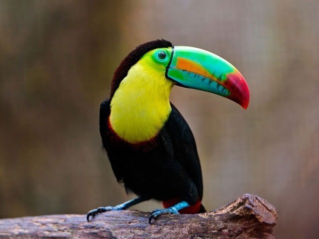 With the length of a part of the body, the beak of the Toucan bird resembles two colorful boats facing each other.